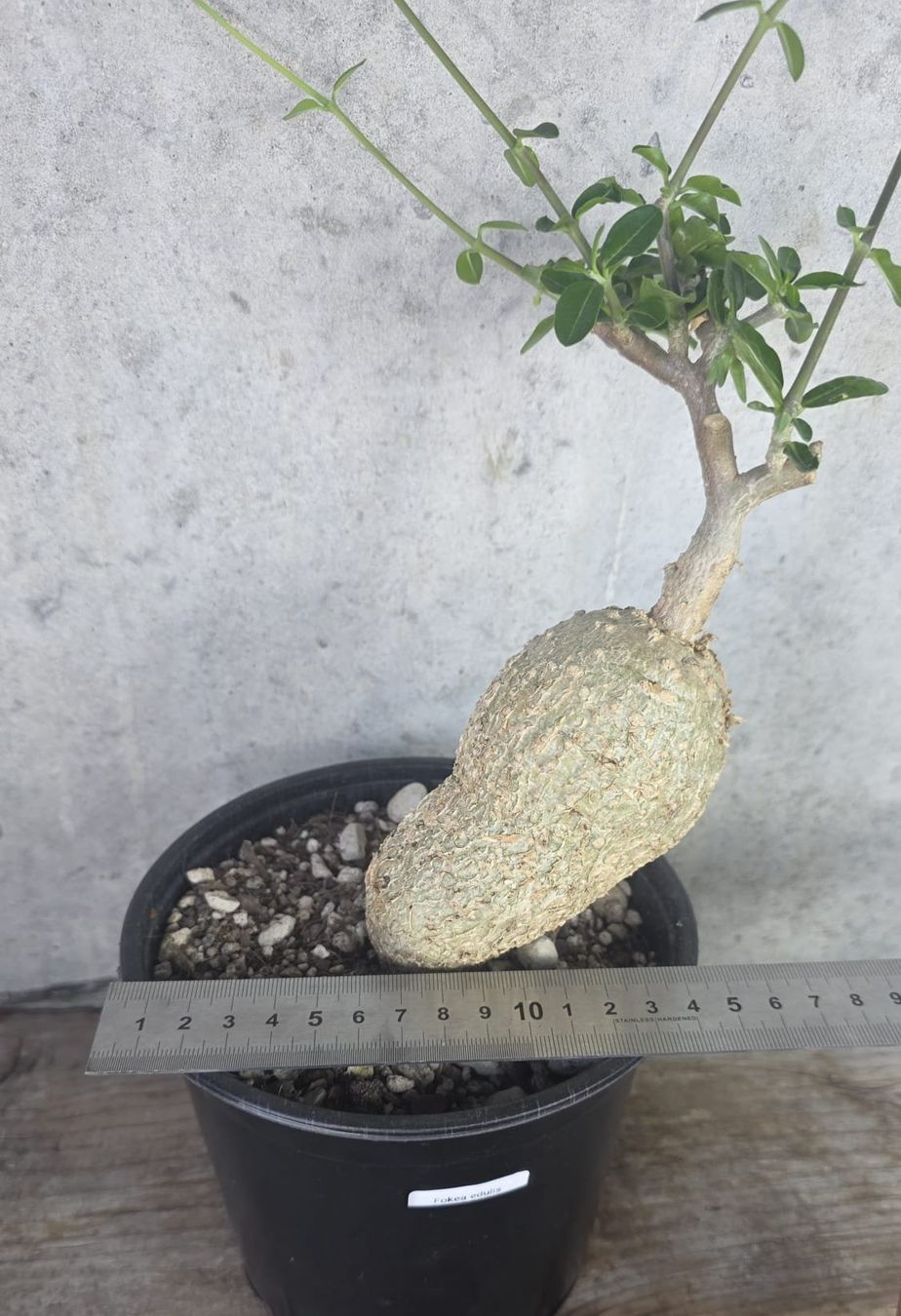 Piante & sementi: 🌿 Fockea edulis – Usato da St.Erhard venduto da Plumilandschweiz 4