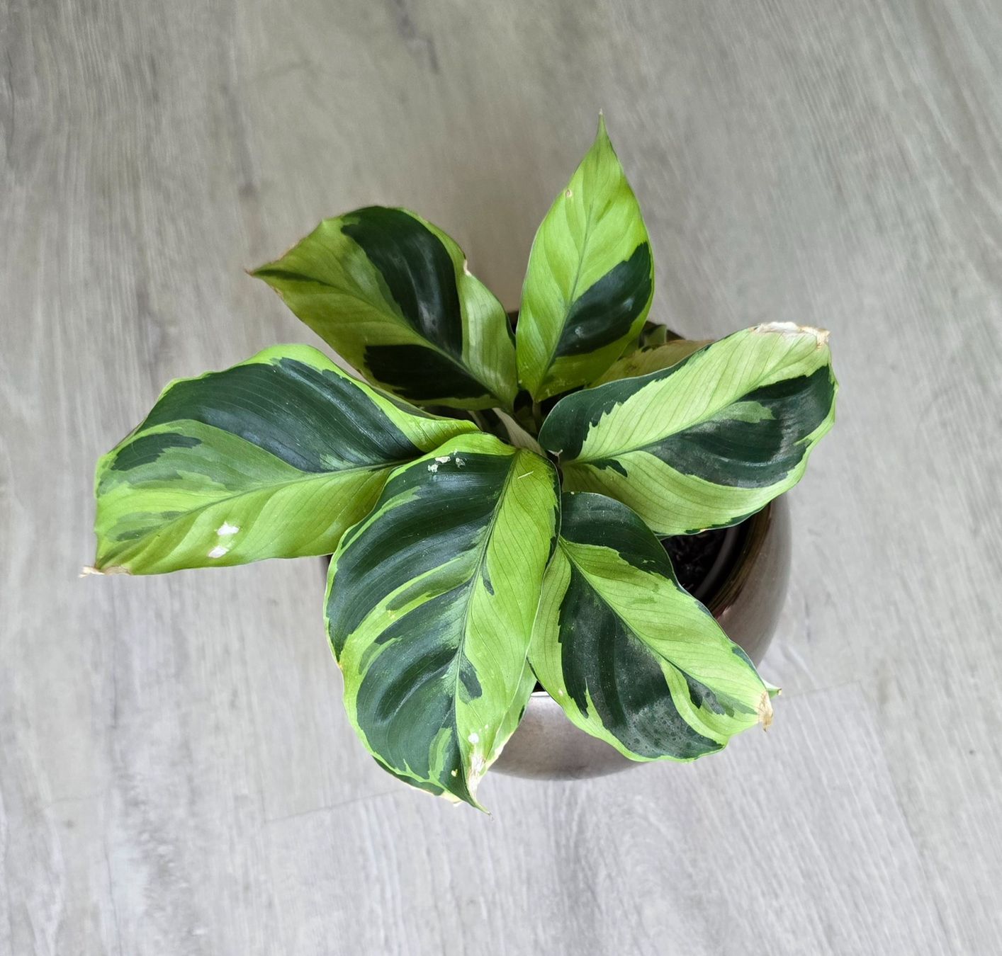 Piante & sementi: Calathea Yellow Fusion mit Topf – Nuovo (secondo la descrizione) da Aarburg venduto da Glitzerschein 2