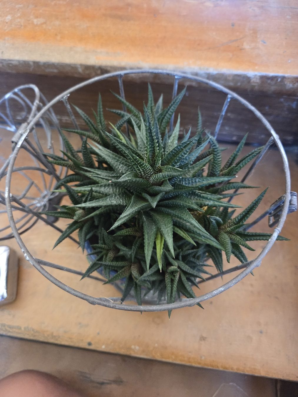 Pflanzen & Samen: Haworthia – Gebraucht aus Wädenswil von weihpos 1