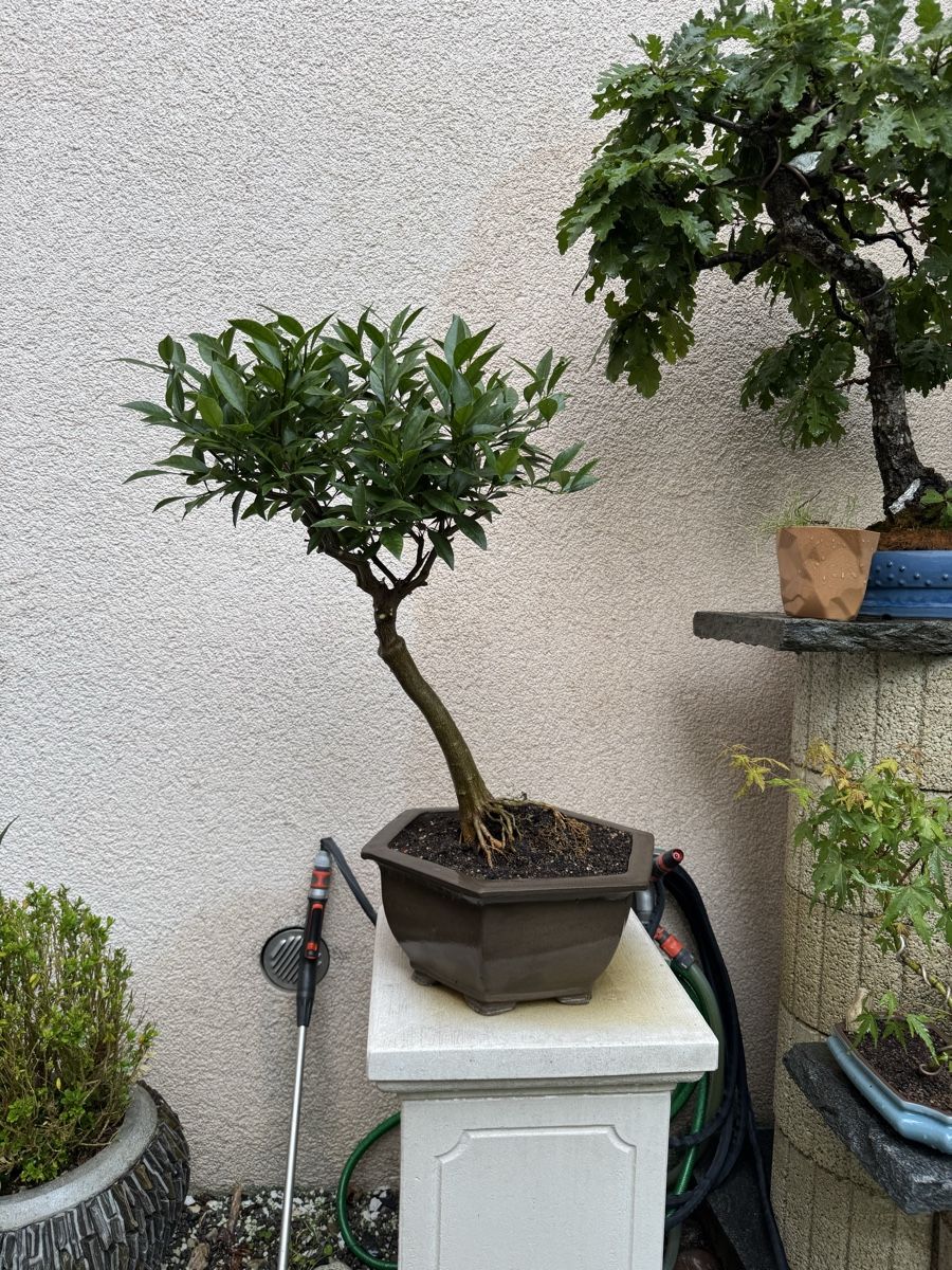 Piante & sementi: Limequat Bonsai im Bonsai-Topf – Usato da Rümlang venduto da Gruseh.ch 5