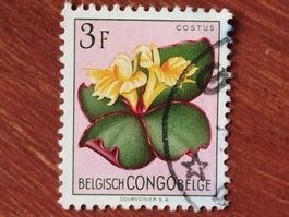 Kongo - Blumen