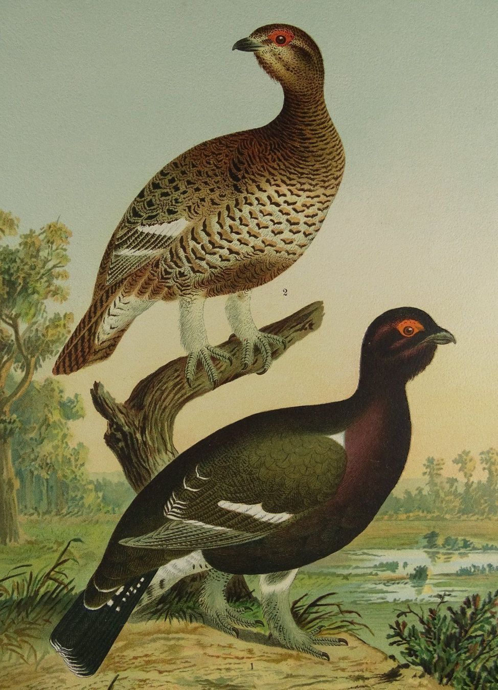 Grafiken & Lithographien: RACKELWILD, CHROMOLITHOGRAPHIE UM 1900 – Gebraucht aus Grüningen von Kartensammler 3