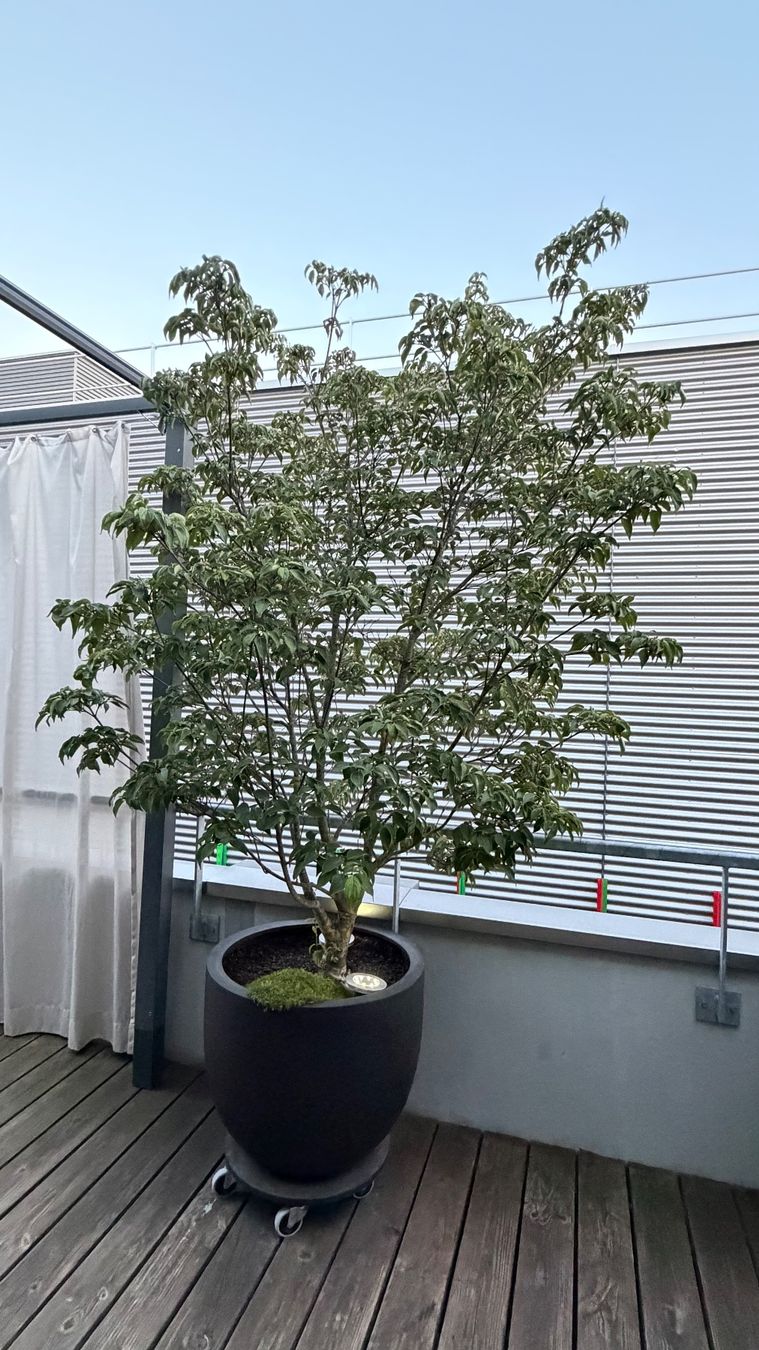 Piante & sementi: Hartriegel im Topf – Usato da Emmenbrücke venduto da nibru14 3