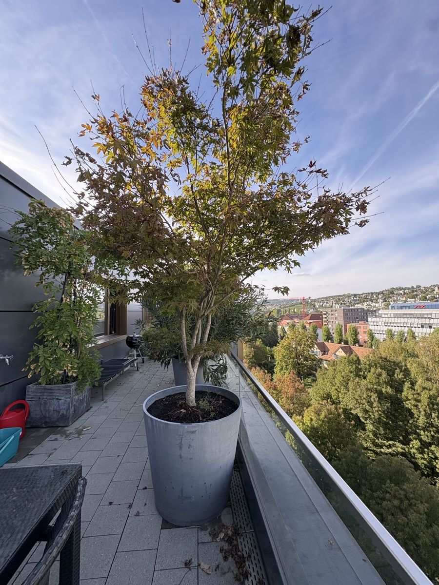 Pflanzen & Samen: Grosser Fächerahorn mit Topf  – Gebraucht aus Zürich von seb_8rsb 2