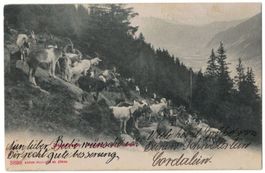 Ziegenherde - Troupeau de chèvres, gelaufen 1908