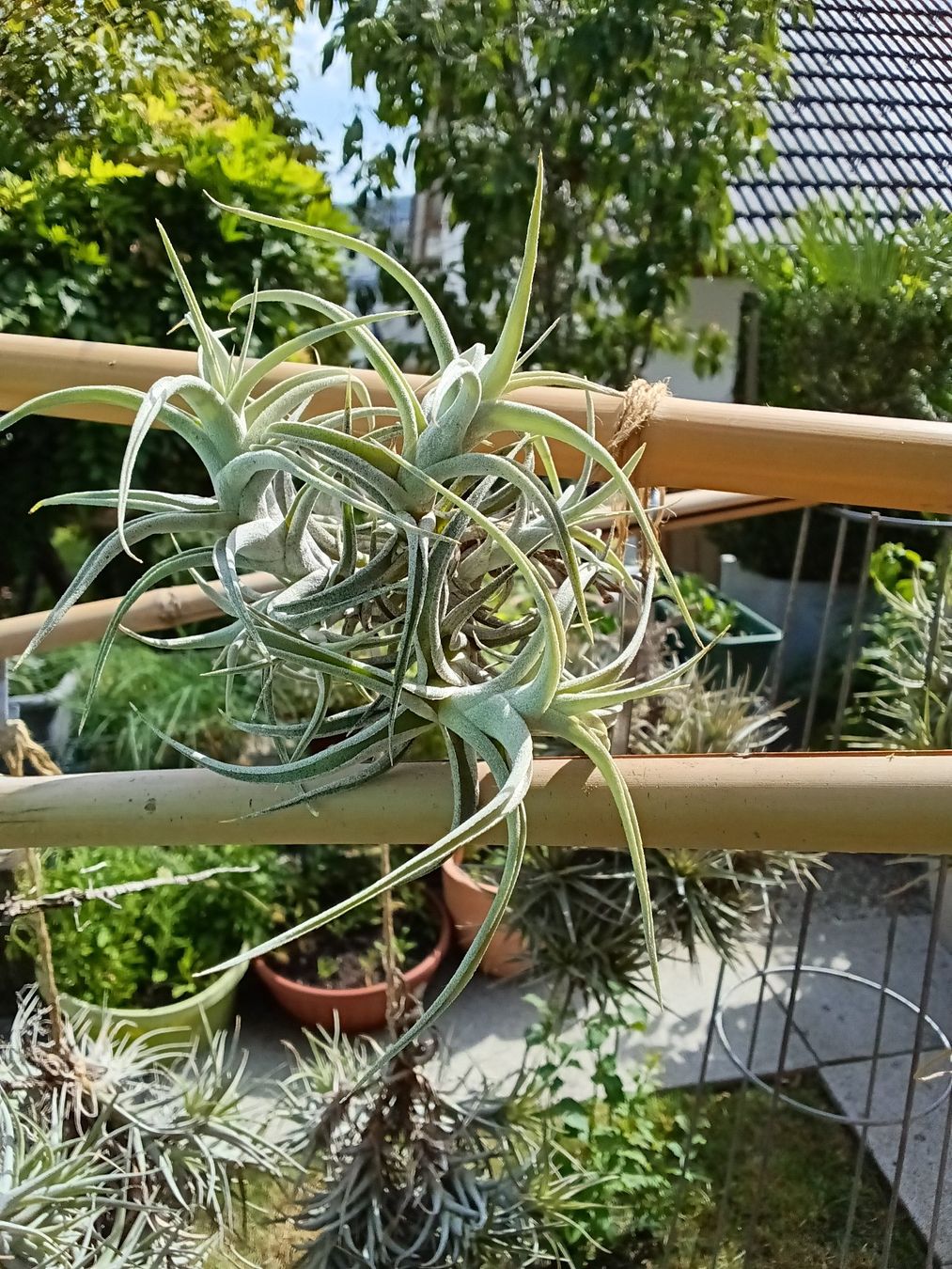 Piante & sementi: Tillandsia albida – Nuovo (secondo la descrizione) da Erlach venduto da Tobago25 1