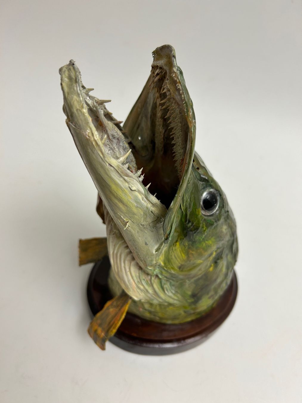 Altre raccolte & rarità: Fisch gross Hecht Trophäe / Sept 1971 – Usato da Rheineck venduto da emma.gut 9