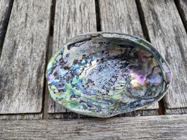 Abalone Muschel mit Perlmuttschimmer, 9 cm, guter Zustand