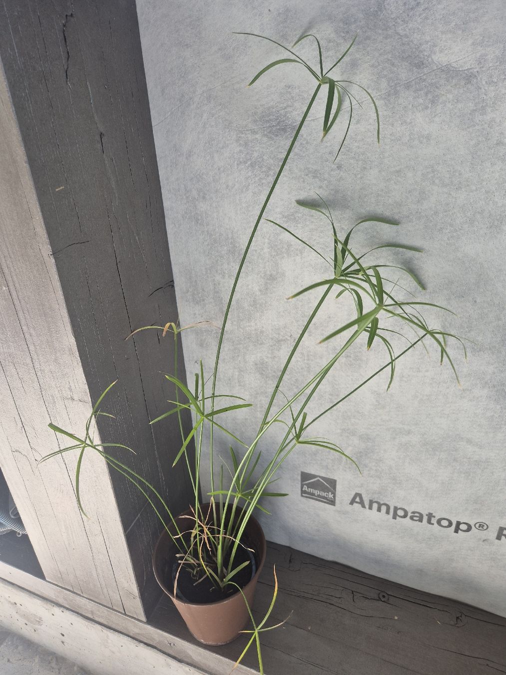 Pflanzen & Samen: plante de papyrus  – Neu (gemäss Beschreibung) aus Alle von Fanny8952