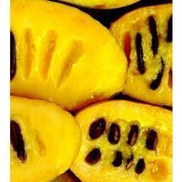 Asiminier trilobé Paw paw  30cm (rustik)