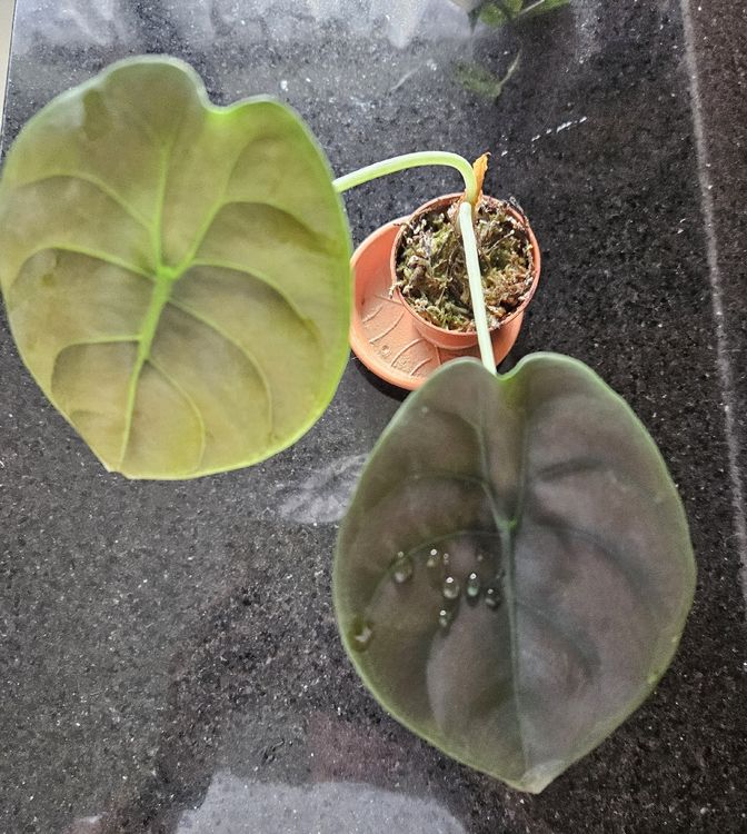 Baby Alocasia ‚Red Secret‘ Zimmerpflanze | 20 Cm Hoch, Inkl. Topf | Pfeilblatt Mit Roten Akzenten