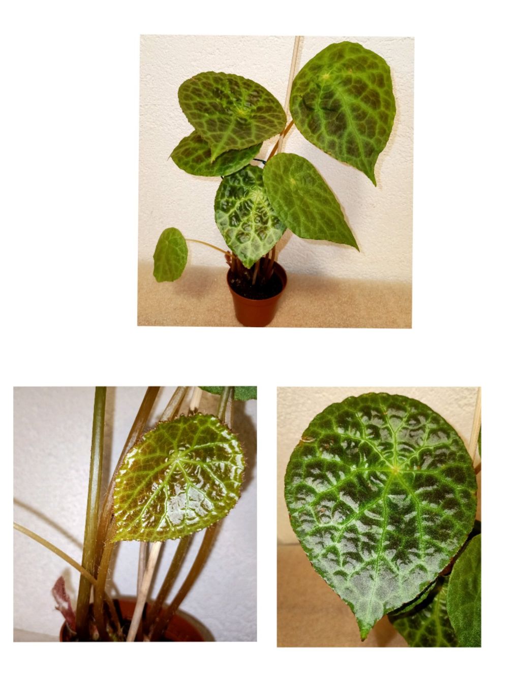 Pflanzen & Samen: Begonia Phuthoensis – Neu (gemäss Beschreibung) aus schöftland von UniquePlants