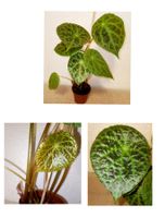 Begonia Phuthoensis