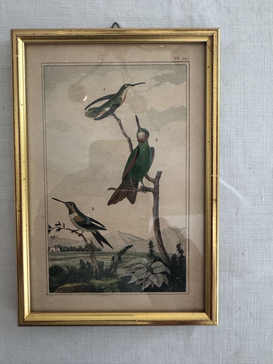 Incisioni: Antiker Stich, Vögel  – Usato da Langnau am Albis venduto da pla_2vk5