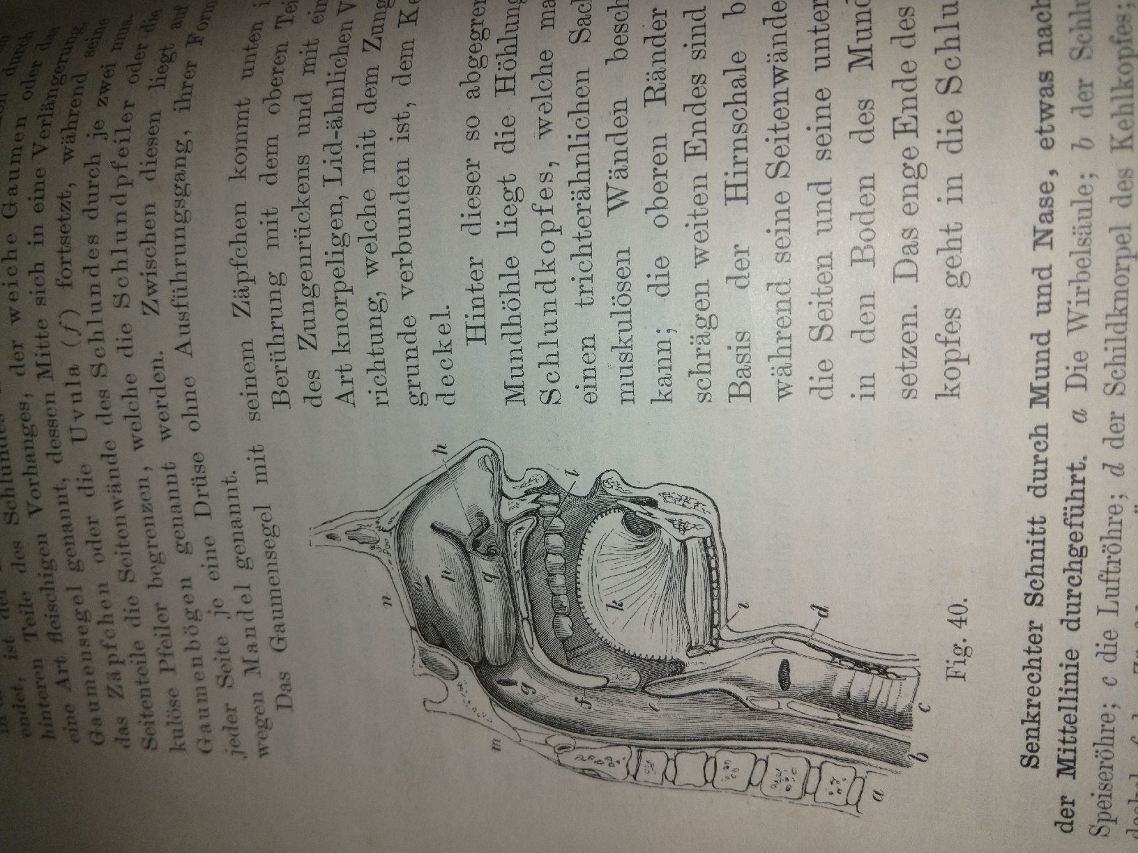 Libri: Buch Grundz.Physiologie 1893 – Usato da Künten venduto da Spinner62 1