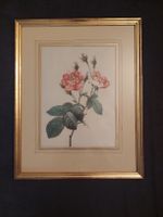 Blumenstich von Pierre-Joseph Redouté. Redouté (1759–1840)