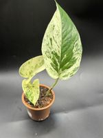 Epipremnum pinnatum Marble Queen (1-4)