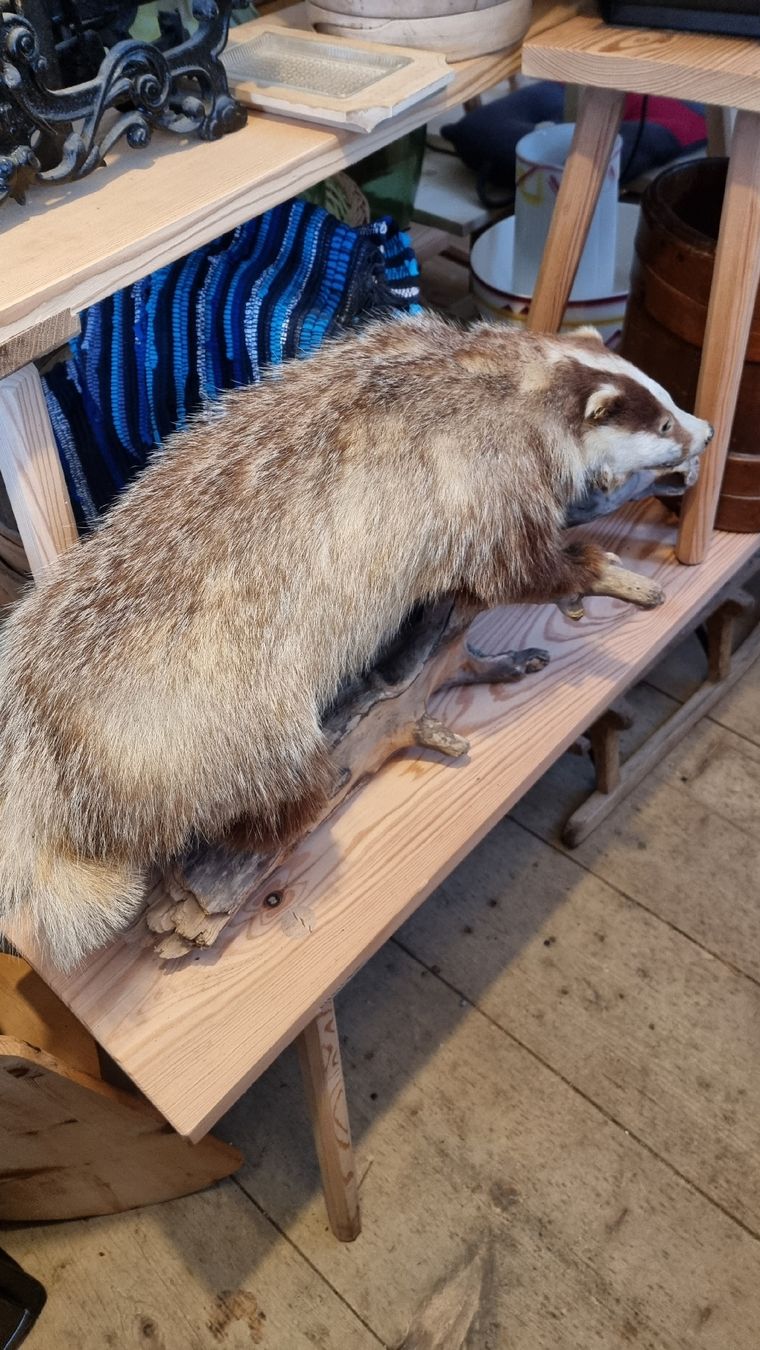 Welt der Tiere: Dachs – Gebraucht aus Sils im Domleschg von platin01