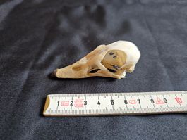 Crane canard Carolin Mâle collection zoologique