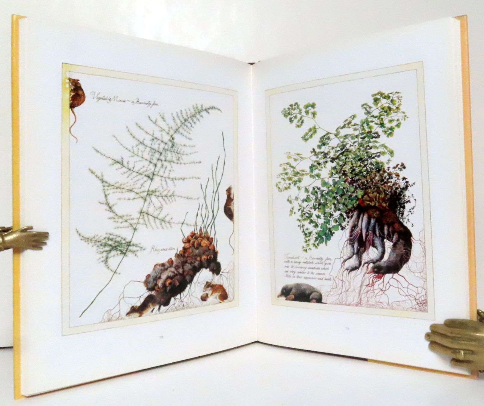 Bücher: Amarante. La flore et la faune d'Atlantis – Gebraucht aus Le Locle von LibrairieLaBergerie 3