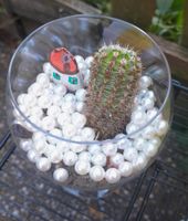 Terrario Cactus con casetta decorativa - Pezzi unici