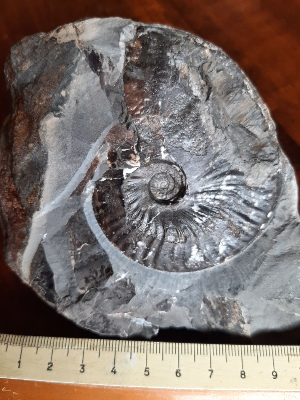 Fossili: Ammonit aus England – Usato da Rickenbach BL venduto da Oktober68 1