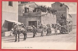 Tessin ? Wo? - Maultier- oder Pferde-Transport - ca. 1905