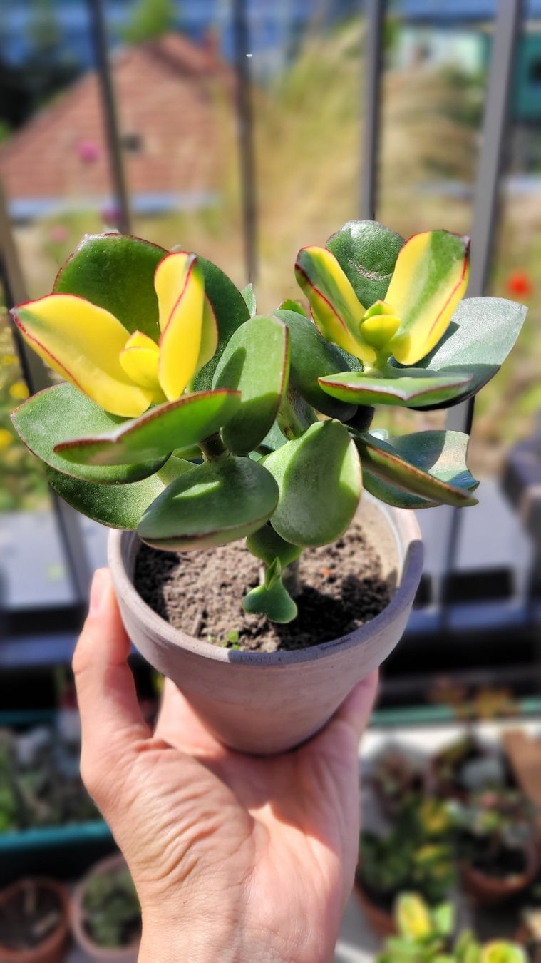 Piante & sementi: Crassula ovata "Maruba Nishiki" – Nuovo (secondo la descrizione) da Zürich venduto da The_Plant_Wizard 7