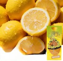 Duftbaum Wunderbaum Fruchtbaum Duftnote Lemon