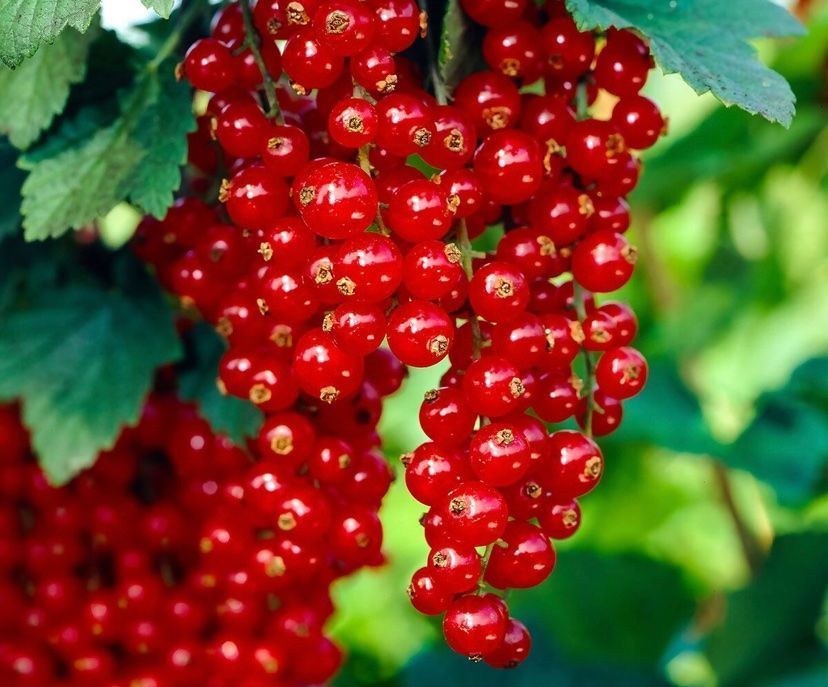 Johannisbeeren tiefgekühlt Kaufen auf Ricardo