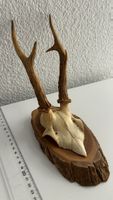 Dekorativer Rehbock-Schädel auf Holzbrett