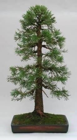 Piante & sementi: Séquoia géant SUPERBE BONSAI! 20g – Nuovo (secondo la descrizione) da Bremblens venduto da FIBONACCI369