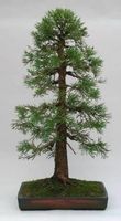 Séquoia géant SUPERBE BONSAI! 20g