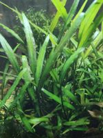 Cryptocoryne