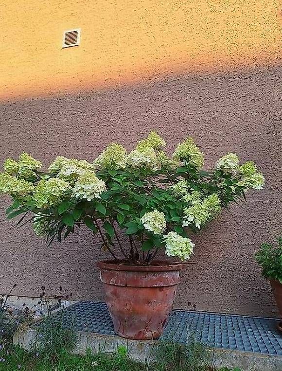 Pflanzen & Samen: Vier Hortensien – Gebraucht aus Madiswil von Oleander2