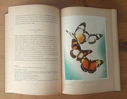 Tropische Schmetterlinge