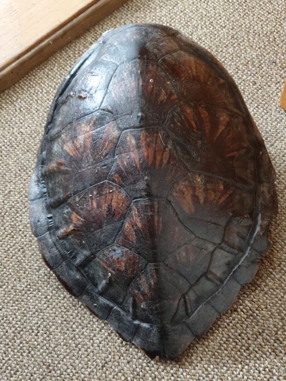 Carapace tortue d