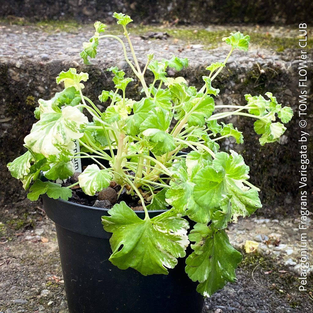 Piante & sementi: Pelargonium Fragrans Variegata - seltene Duftgeranie – Nuovo e nell'imballaggio originale da Adliswil venduto da asTOMas963 5
