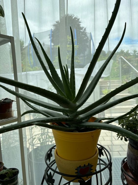 Grosse 6 Jährige Aloe Vera Pflanze 0,6Meter Kaufen auf Ricardo