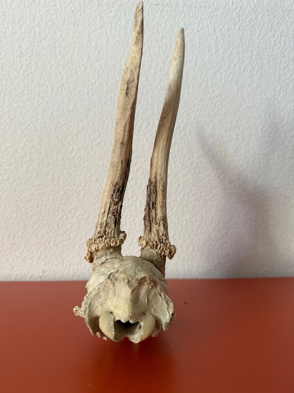Welt der Tiere: Bois chevreuil (mâle) – Gebraucht aus Lausanne von Ruche_ 2