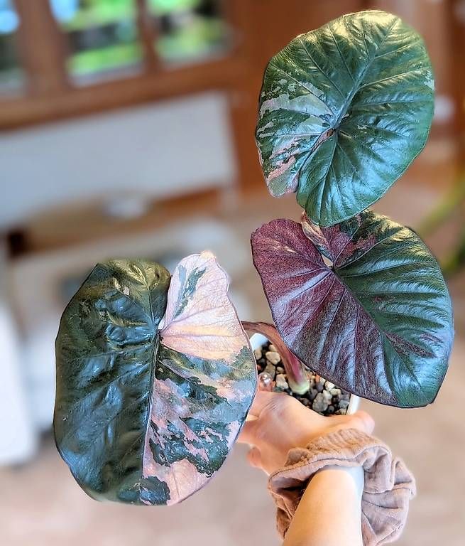 Piante & sementi: Alocasia Serendipity Pink Variegata – Usato da Faulensee venduto da plantmama 4