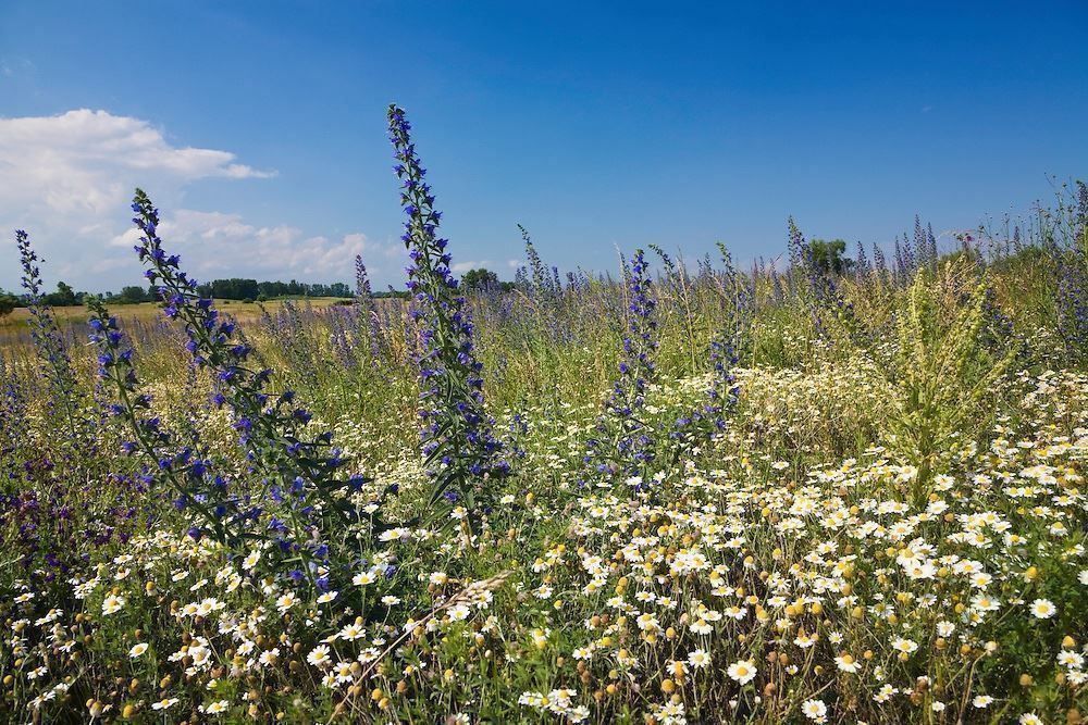Piante & sementi: 100 Samen Blauer Natternkopf Wildblume – Nuovo (secondo la descrizione) da Ehrendingen venduto da VerveinaSamen 8