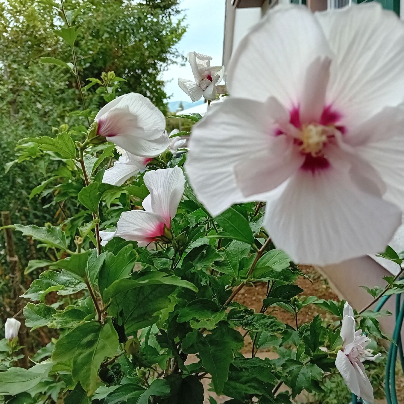 Piante & sementi: Hibiskus-Staude, ca. 1.70 hoch – Usato da Witterswil venduto da hele04 4
