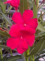 Oleander rot, Höhe 120 cm