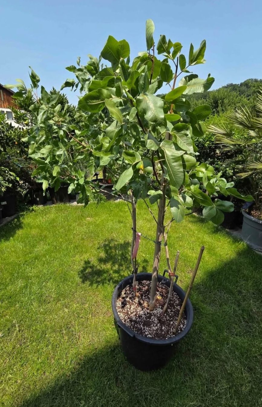 Piante & sementi: pistazie baum von bronte sizilie – Usato da Unterlunkhofen venduto da tomnova 1