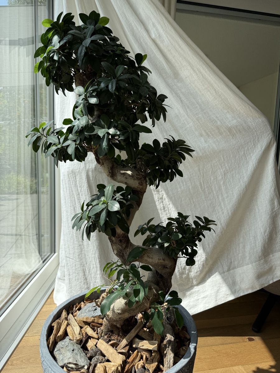 Plantes & graines: Ficus Ginseng mit S-Stamm – D'occasion à Meisterschwanden par Larana7 1