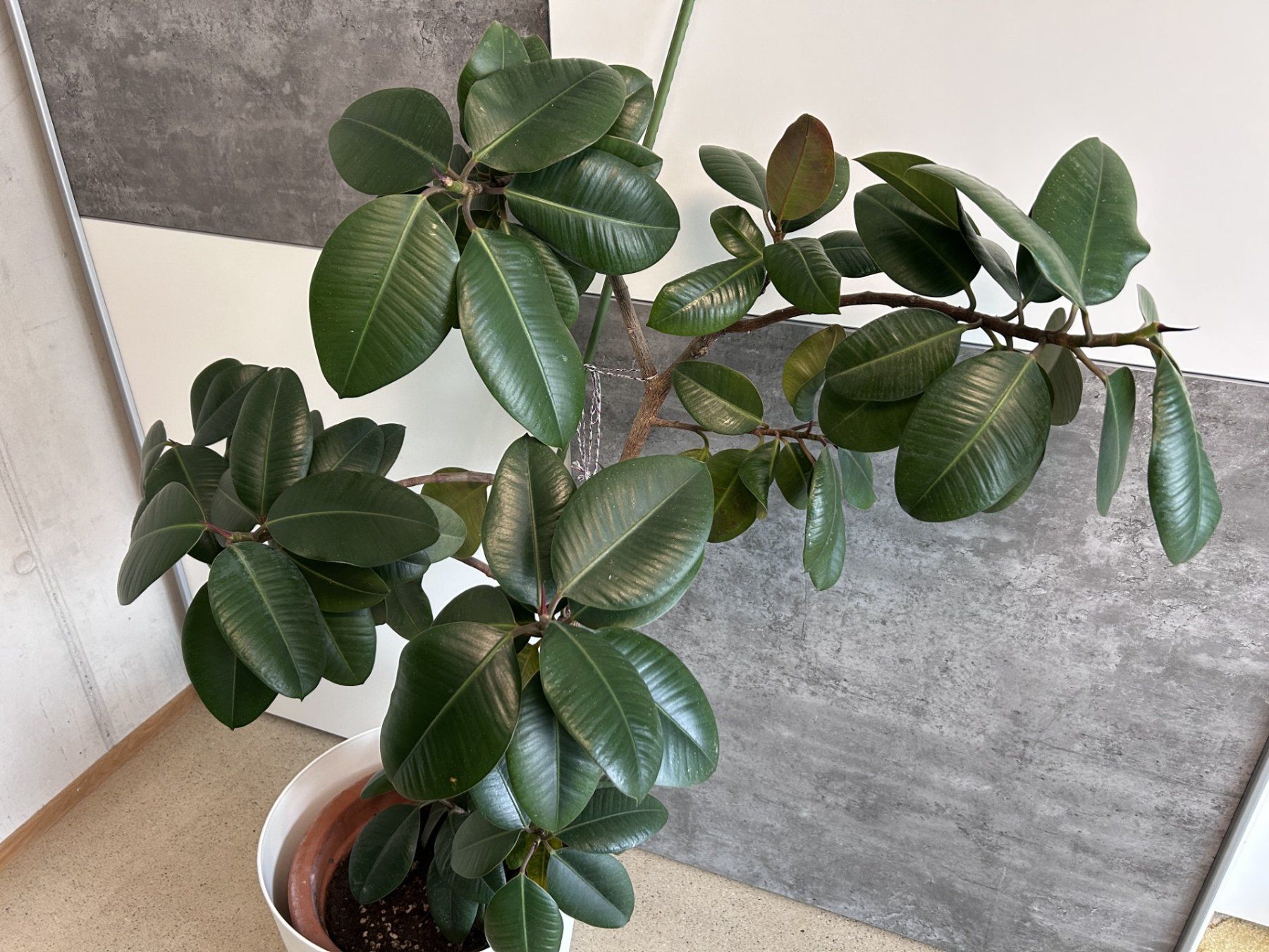 monstera deliciosa 'thai constellation' Monstera Thai Constellation starter plant **(ALL plants require you to  purchase ANY 2 plants!)** main image 1