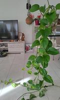 Pianta rampicante