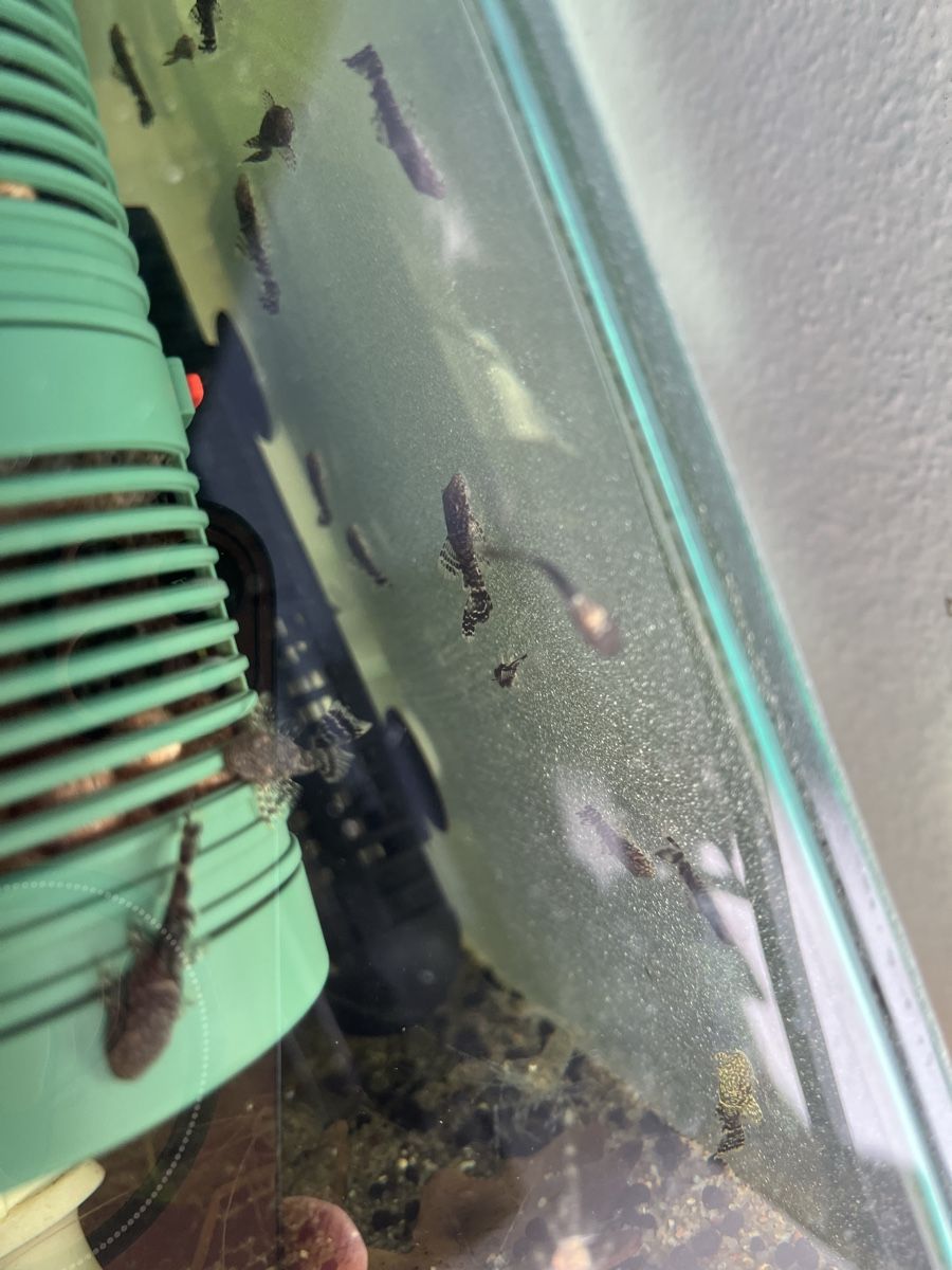 Aquarium: Antennenwelse 2-3 cm – D'occasion à arbon par michiboesch 1