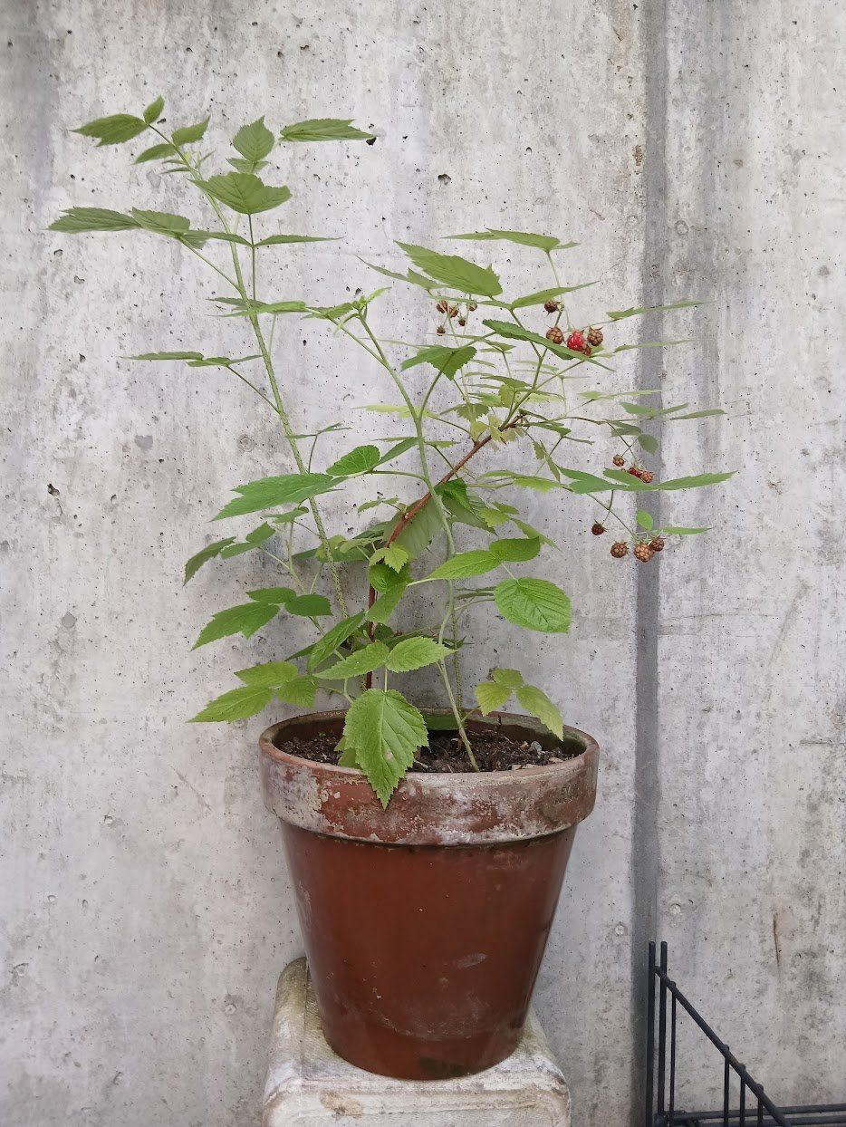 Pflanzen & Samen: Himbeeren Strauch, Süsse Sorte – Gebraucht aus Dübendorf von Fip05